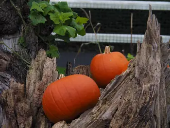 Halloween in Plopsaland (De Panne, België)